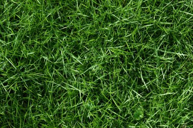yeşil çim arka plan dokusu