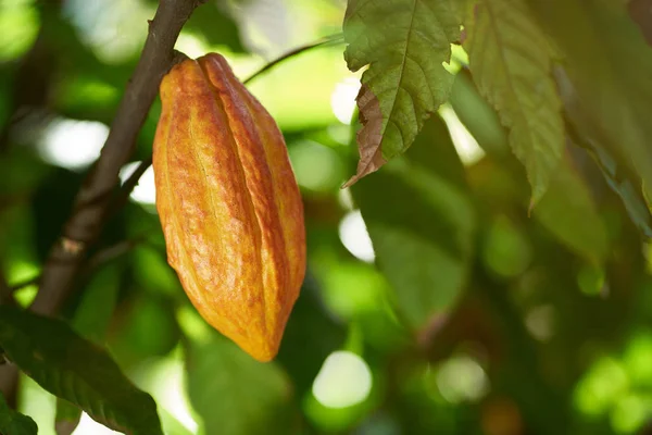 Färgglada kakao RAW Pod — Stockfoto