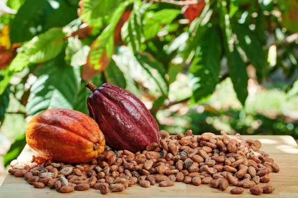 Frutos de cacau crus coloridos — Fotografia de Stock