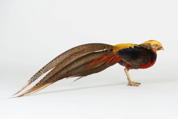 Phasianidae tierischer Vogel — Stockfoto