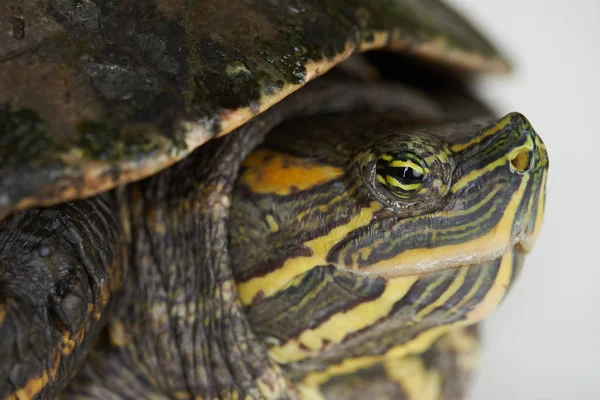 Makroblick auf Schildkrötenauge — Stockfoto