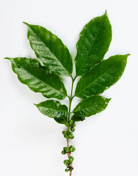 Branche de café vert — Photo