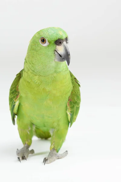 Πράσινος παπαγάλος με τα πόδια — Φωτογραφία Αρχείου
