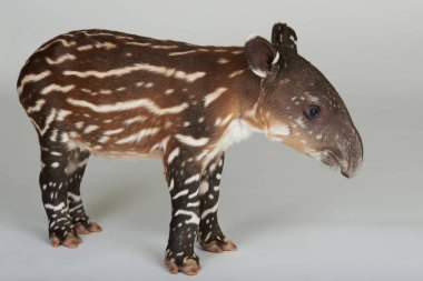 Side view of baby tapir clipart