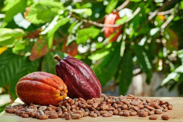 Макро-вид созревшего какао — стоковое фото