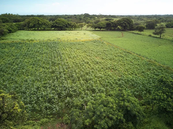 Green agriculture plantation — Stock Photo, Image