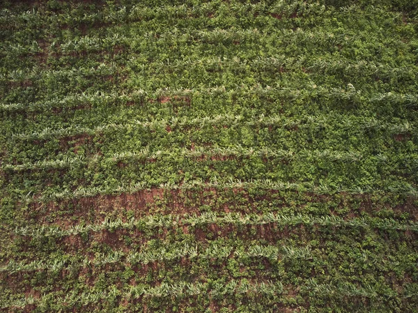 Πράσινο καλαμπόκι τομέα φόντο — Φωτογραφία Αρχείου