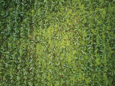 Yeşil Mısır alan arka plan