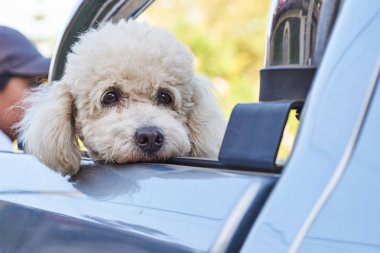 Geri pikap kaniş köpek Portresi
