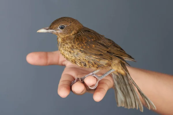 Коричневая птица сидит на человеческой руке — стоковое фото