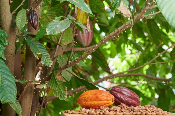 Temat naturligt kakaoplantage — Stockfoto