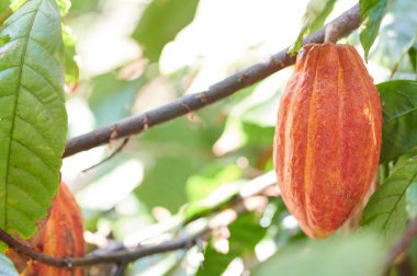 Makro turuncu renk Cacao Pod