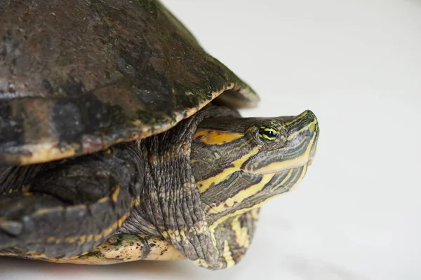 Portrait de profil de tortue colorée — Photo