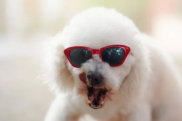 Chien caniche drôle dans les lunettes de soleil — Photo