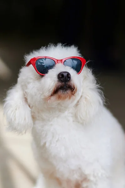 Dog looking up in sunglasses — Stock Photo, Image