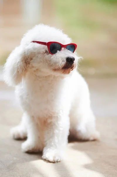 Chien caniche blanc en lunettes de soleil — Photo