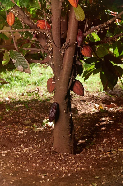 Skörd av cacao Pods Theme — Stockfoto