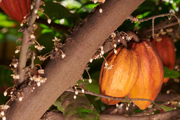 Casulos de cacau e flor no ramo — Fotografia de Stock