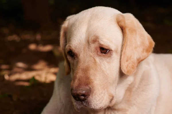 Πορτρέτο του γλυκού Λαμπραντόρ σκύλου — Φωτογραφία Αρχείου