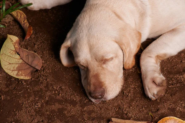 Relajarse lindo perro labrador — Foto de Stock