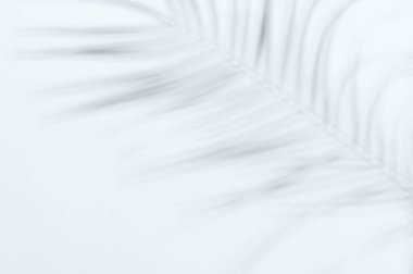 Yumuşak bulanık bitki gölgesi