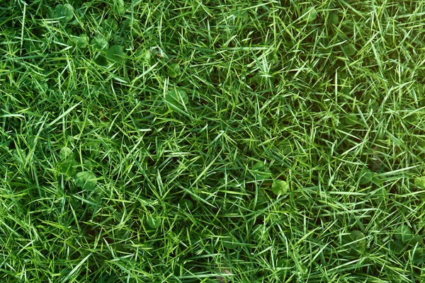 Grass texture bakgrund — Stockfoto