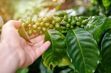 Büyüyen kahvenin sağlık durumunu kontrol etme