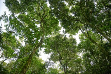 Yapraklar ve ağaç dalları