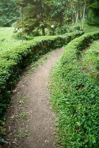 Petit sentier dans le parc vert — Photo
