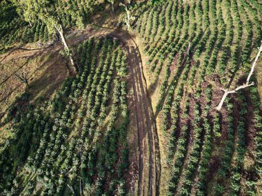 Genç kahve ağaçları