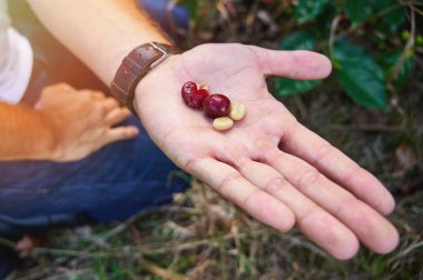 Posed taze kahve çekirdekleri