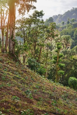Bebek kahvesi bitkileri tepede yetişir