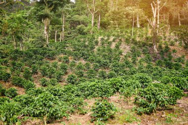 Kahve tarlası çalıları