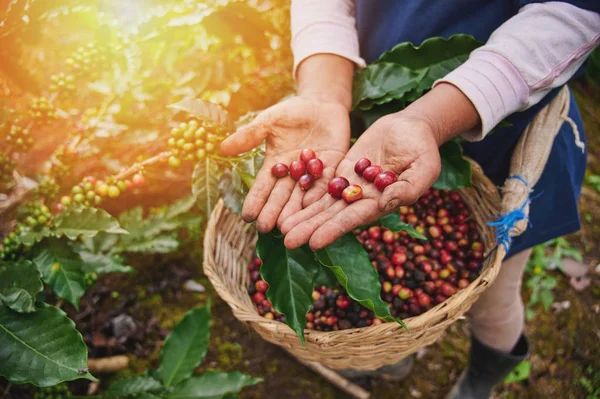 Red coffee beans in farmer hand — Stock Photo, Image