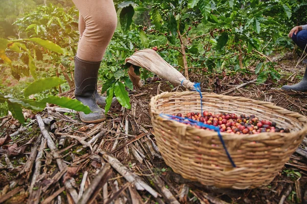 커피 수확 테마 — 스톡 사진