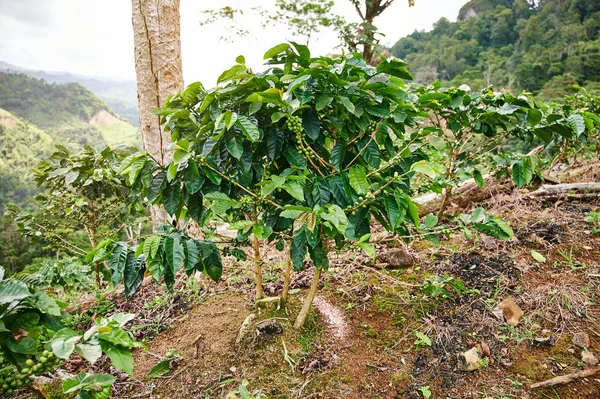 Одно кофейное дерево на вершине холма — стоковое фото
