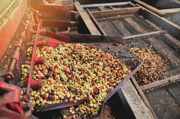 Pulping Coffee Bean op machine — Stockfoto