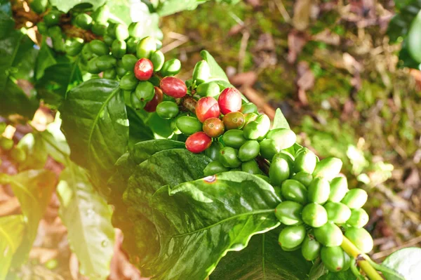 Червоно-зелені кавові ягоди — стокове фото