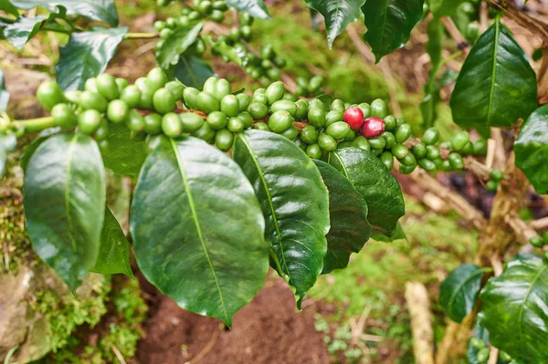 Ветка кофейного дерева — стоковое фото