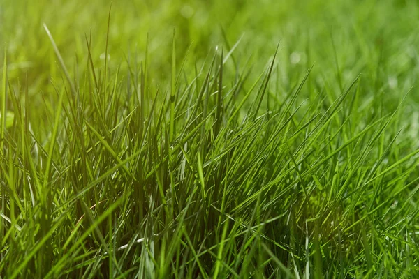 Зелена трава на газоні — стокове фото
