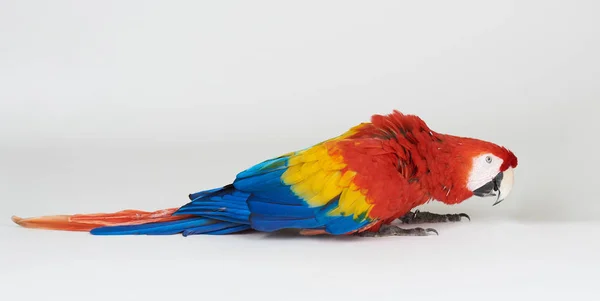 Papuga kolorowy na białym tle — Zdjęcie stockowe