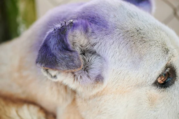 Primer plano de dolor de oreja de perro — Foto de Stock