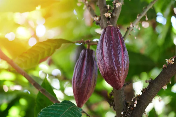 Vaina de cacao rojo en rama de árbol —  Fotos de Stock