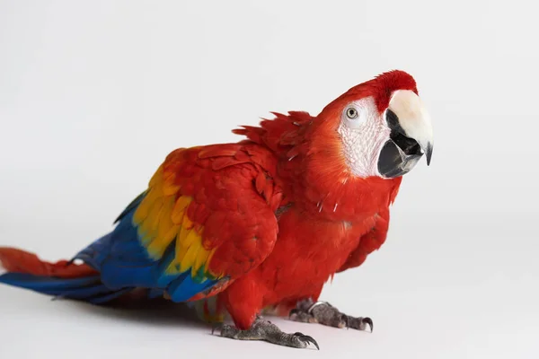 Macaw red parrot sit on white background — Stock Photo, Image