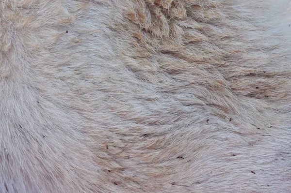 Group of ticks on dog fur