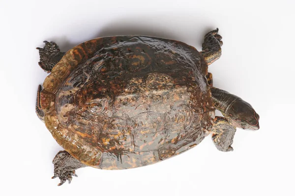 Tortue terrestre brune au-dessus de la vue — Photo