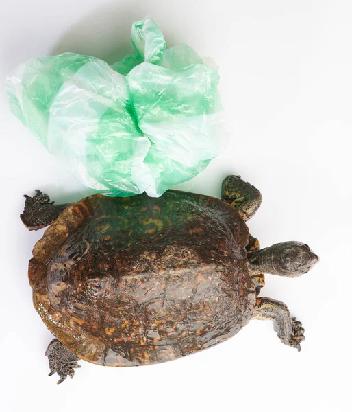 Tortue avec sac en plastique — Photo