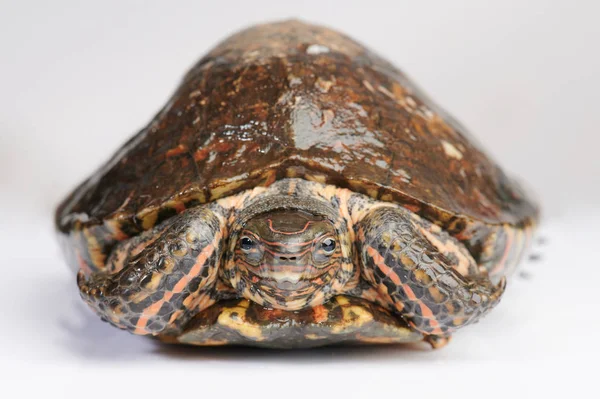 Portrait de tortue terrestre — Photo