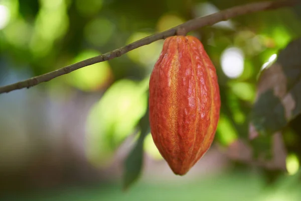 Colorful one cacao pod — Stock Photo, Image