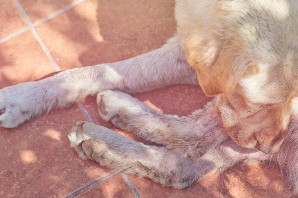 Perro con enfermedad por hongos — Foto de Stock